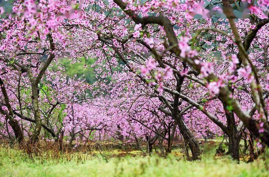 灌阳米竹山梨花图片