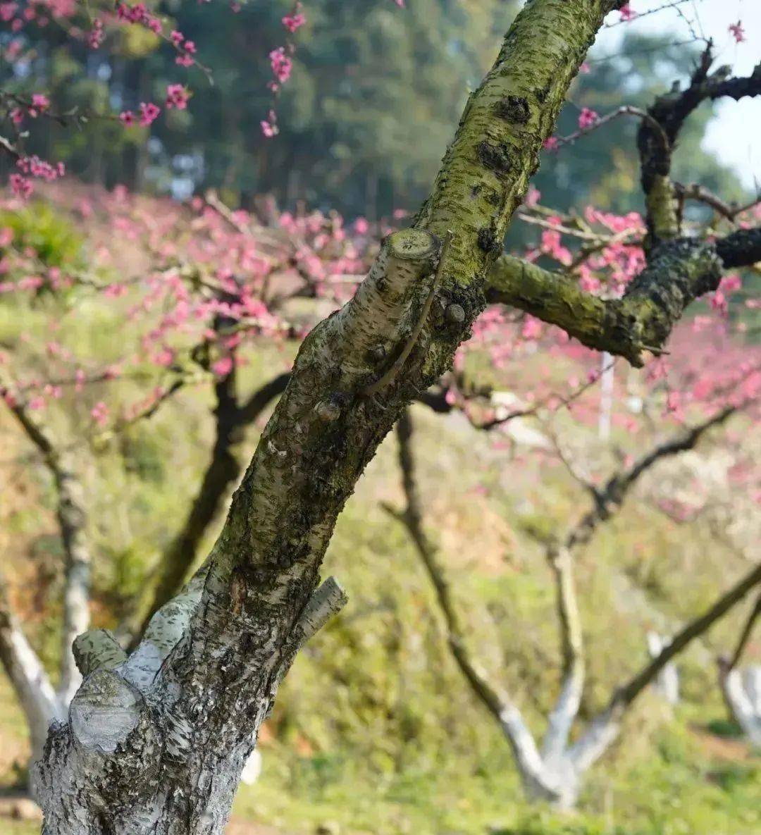 博罗象头山上百亩桃花开了,带你"桃醉"整个春天~_游人_桃园_美景
