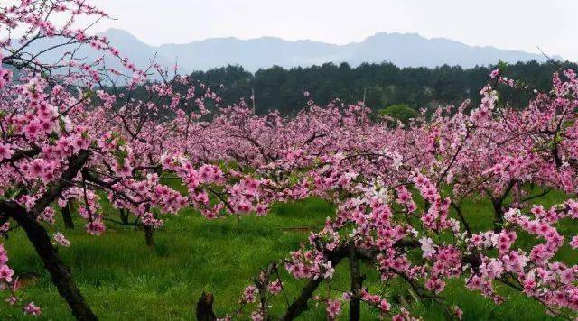 灌阳米竹山梨花图片