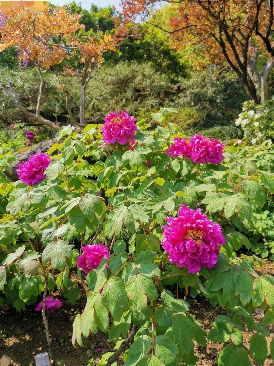 西湖春包子图片