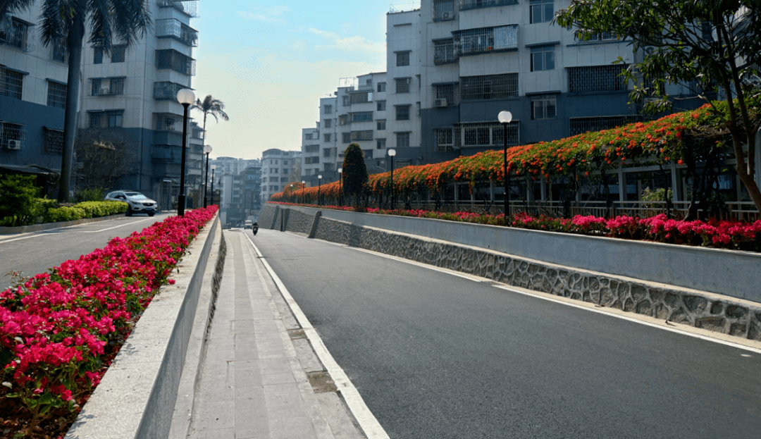 滨江大道_黄花风_杜鹃