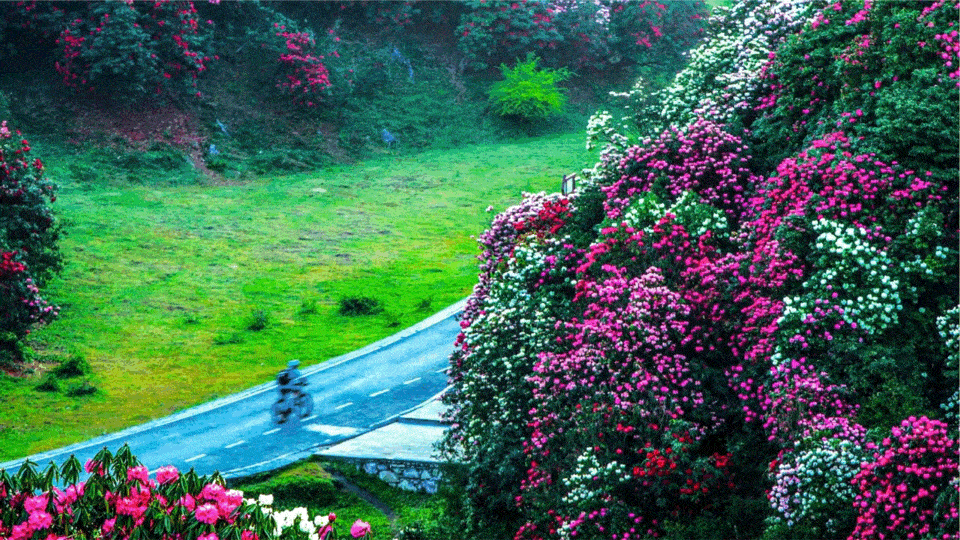 百里杜鹃等你来_花坡年_景区_旅游