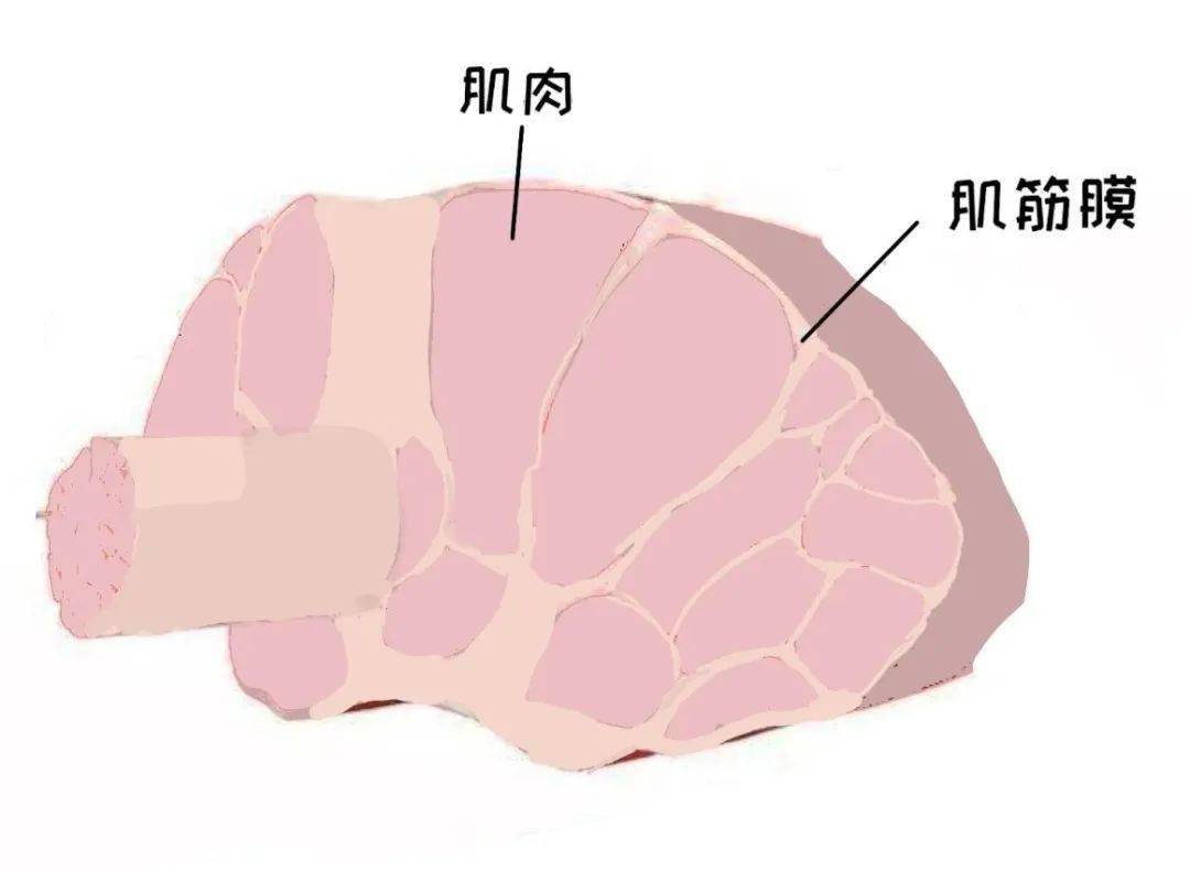 长期缺水将导致筋膜粘连