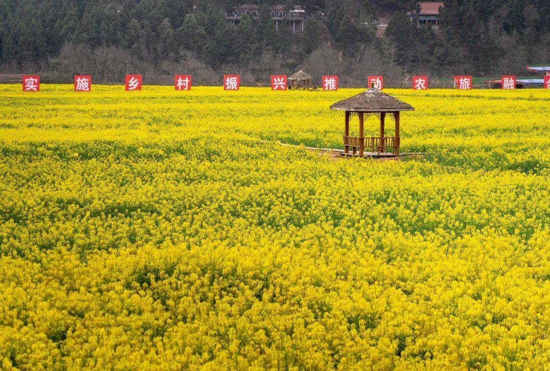 草长莺飞菜花节,来鸭鹤岩拾一缕春光_旅游_活动_梓潼