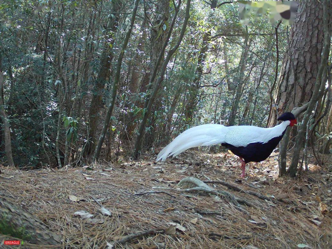 黄山风景区红外相机镜头下的"众生相"——写在3月3日"世界野生动植物