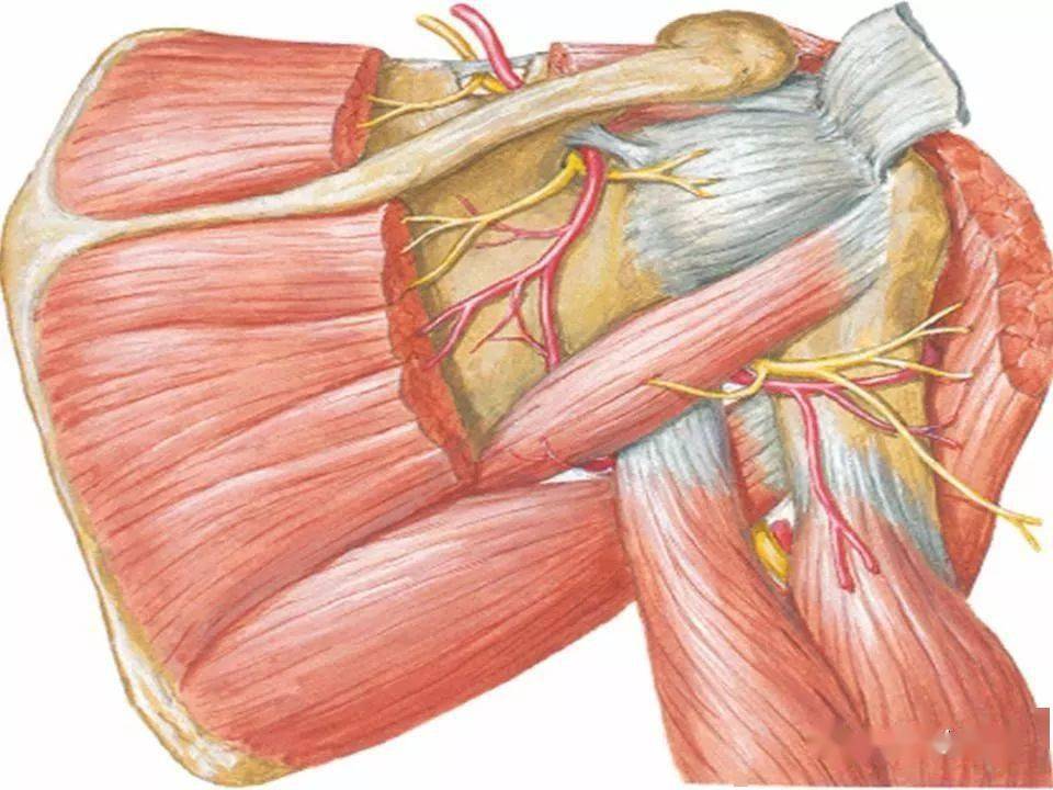 臂内侧肌间隔解剖图图片