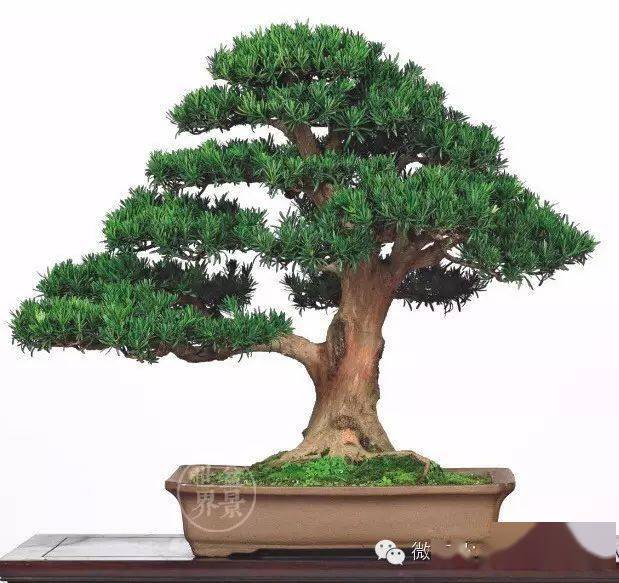 最值得投资的八个罗汉松品种_cm_藏品_盆景