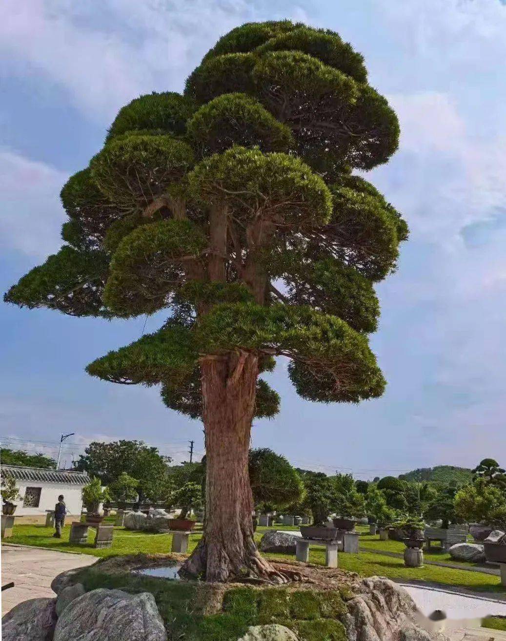 最值得投资的八个罗汉松品种_cm_藏品_盆景