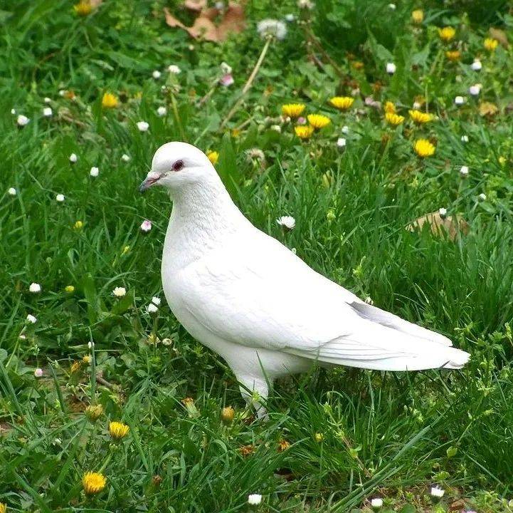 鸚鵡熱又稱鳥熱,鳥疫,是由鸚鵡熱衣原體感染引起的人畜共患病.