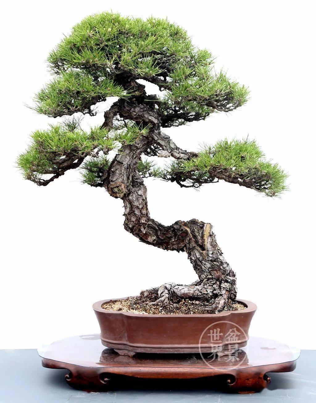 男人松_作品_cm_藏品