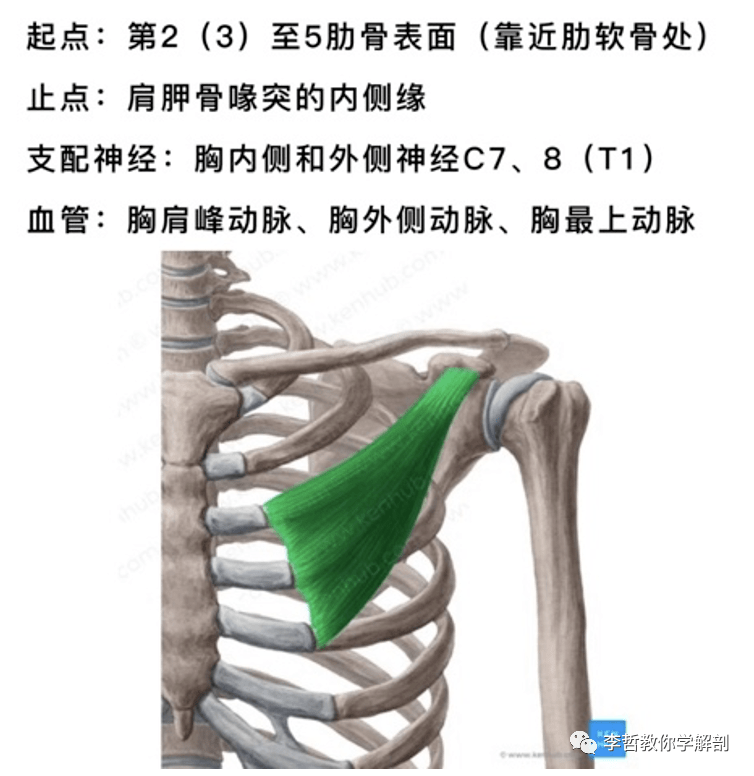 疼起来真要命,一块会让你误认为得了心脏病的肌肉