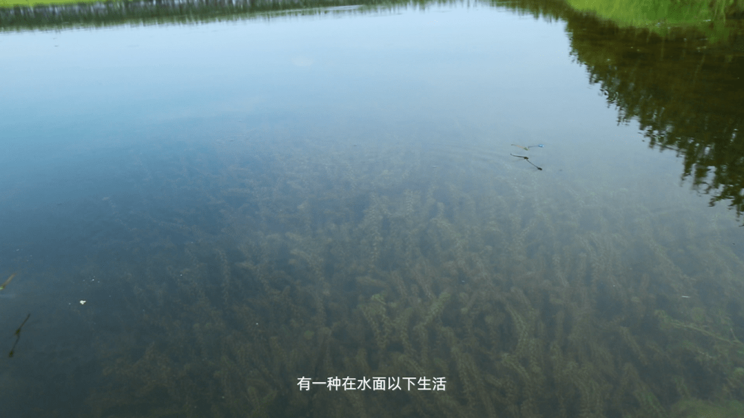 公益短片《守护湿地之美》｜张天爱与吴宣仪配合助力湿地恢复，续写生态平衡