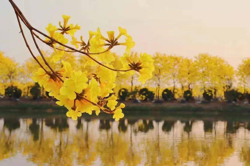 【三水黄金世界】行摄黄花风铃,沃柑采摘,逛长寿村,赏禾雀花