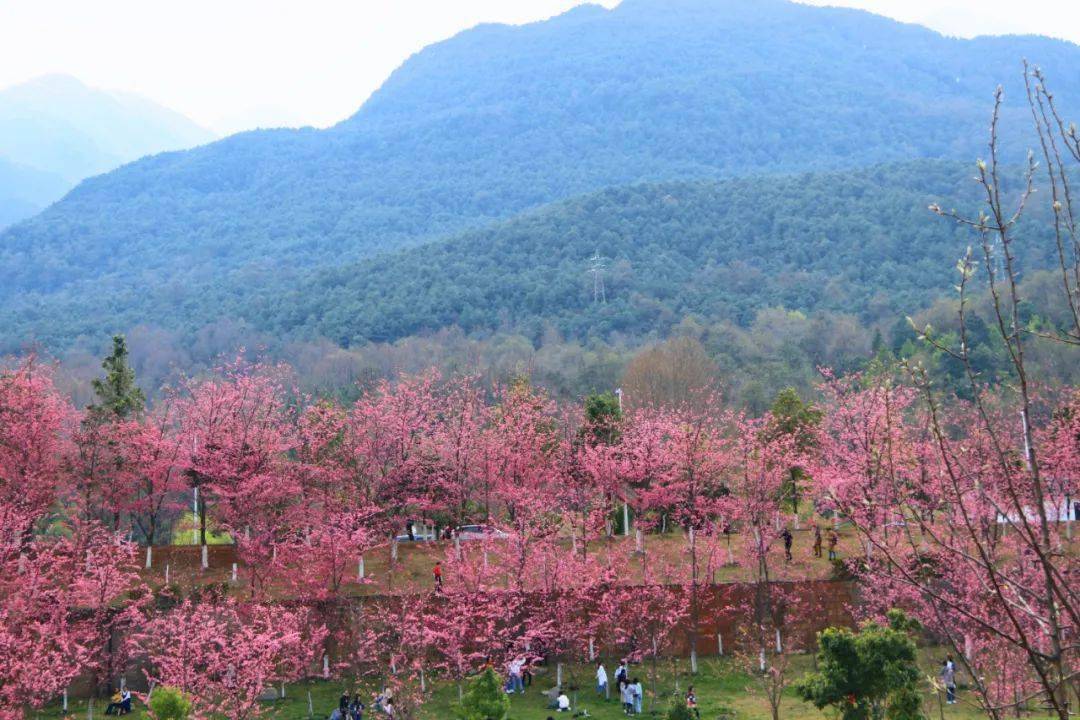 花海、花田、花林、花带、花镜、花架的区别_搜狐网