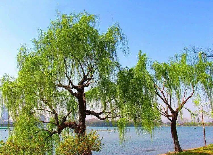 此刻的垂柳,惊艳了谁的江南?_桃花_春风_杨柳