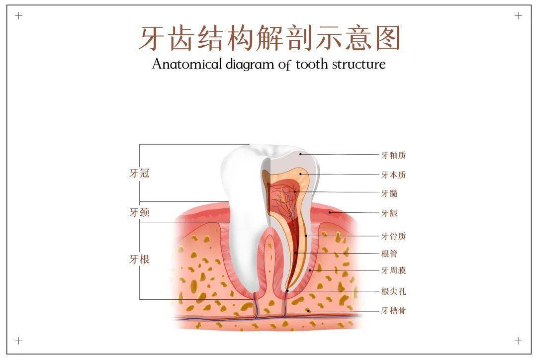 牙齿解剖图片大全 图图片