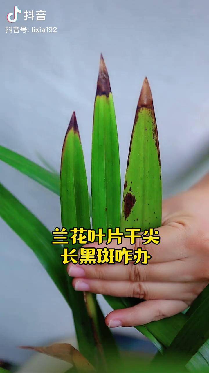 叶片干尖有黑斑怎么办什么原因怎么处理兰花种植 养花小知识 立夏园艺