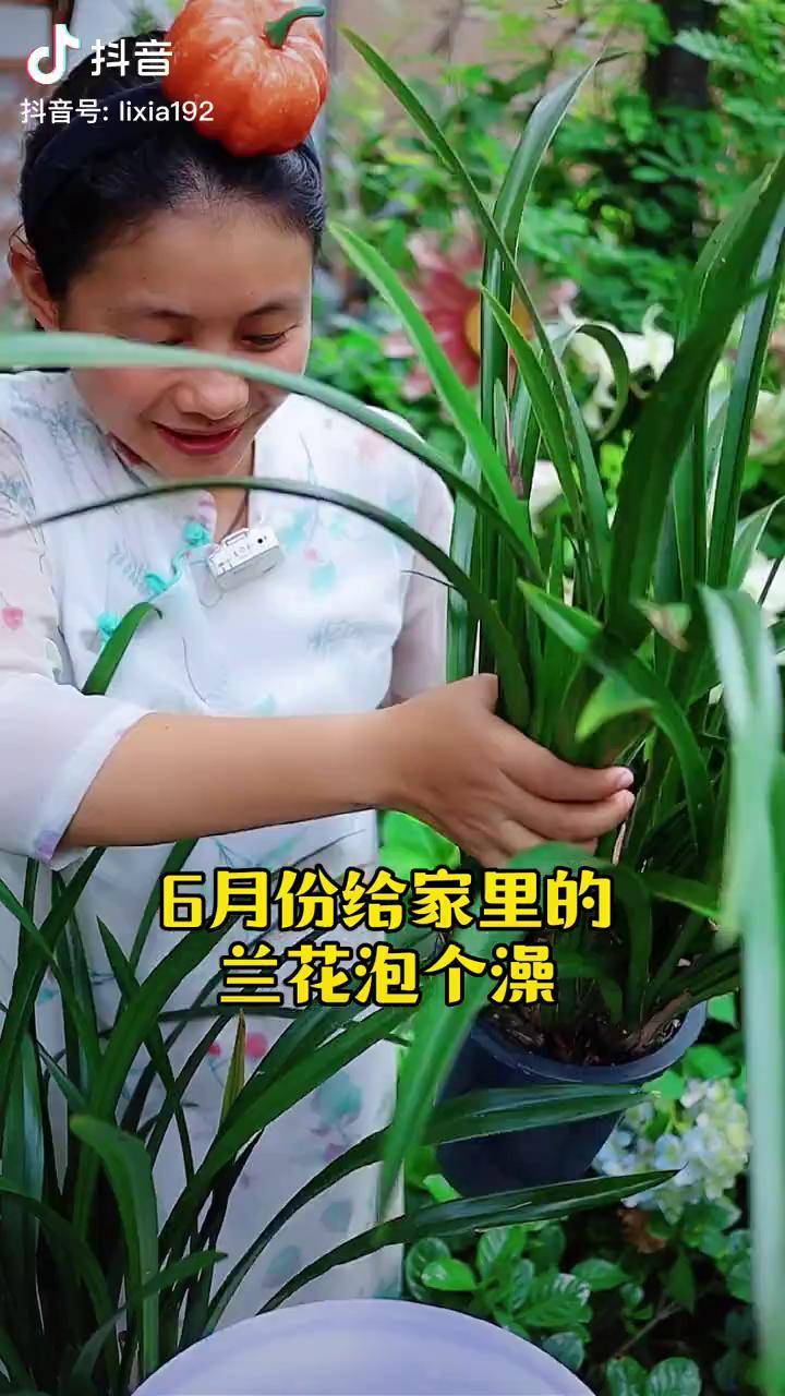 每年6月给兰花 泡个澡,预防烂根枯叶好度夏兰花种植 立夏园艺 养花小