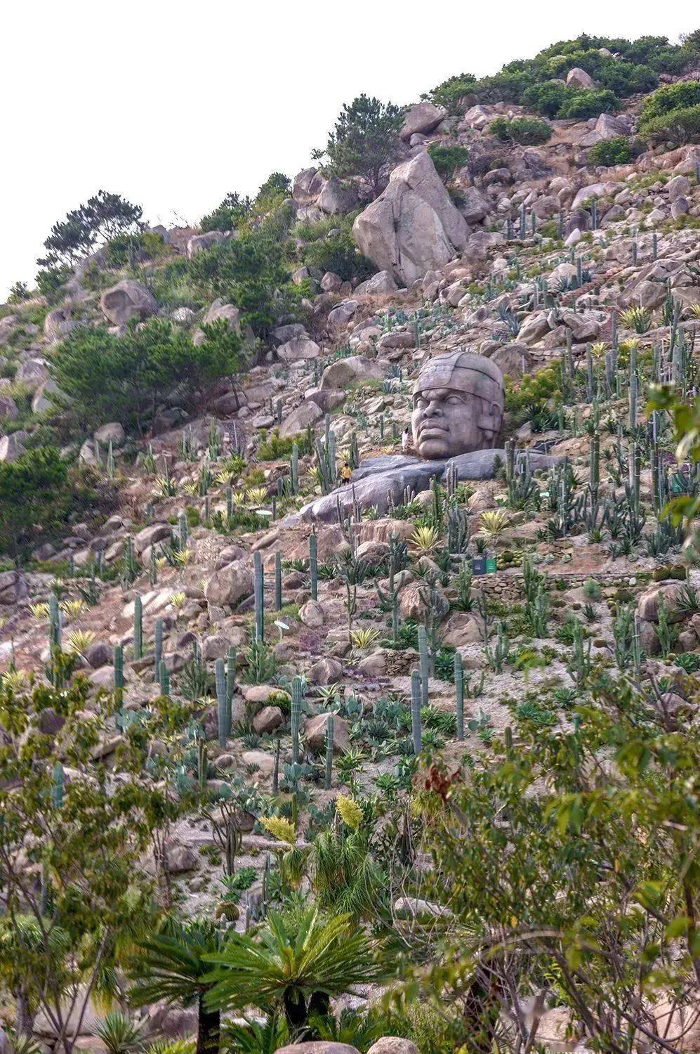 麒麟掌狀神龍木仙人掌感嘆造物的神奇,還有重達30噸的奧爾梅克巨石