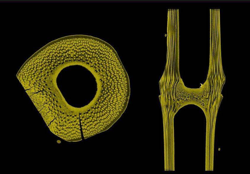 竹节微观断面节点处内部有横膈,横膈避免了柱子由于过长而出现局部失