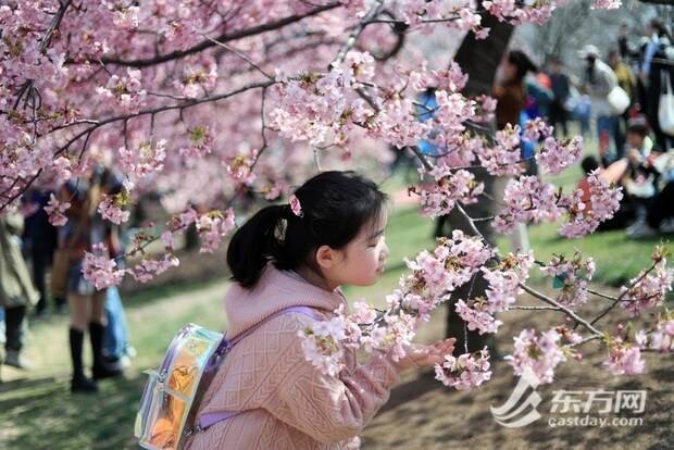 上海辰山动物园樱花季启幕 首日旅客打破三万人次