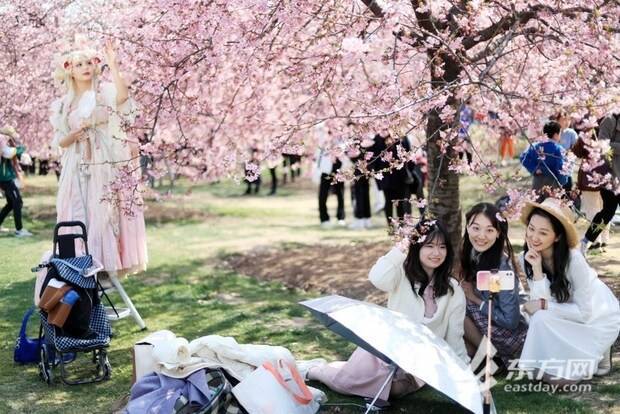 上海辰山动物园樱花季启幕 首日旅客打破三万人次