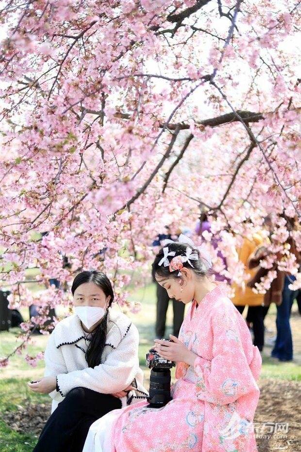 上海辰山动物园樱花季启幕 首日旅客打破三万人次