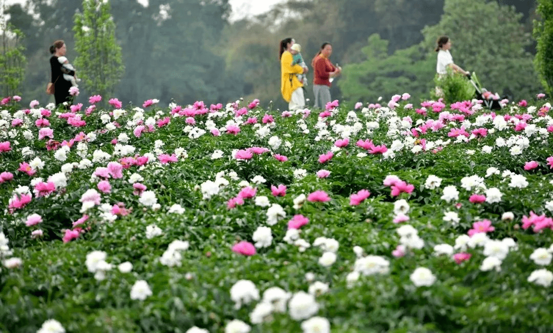 甜城“美”一面丨“女神节”优惠来袭！内江景区可半价或免费玩耍