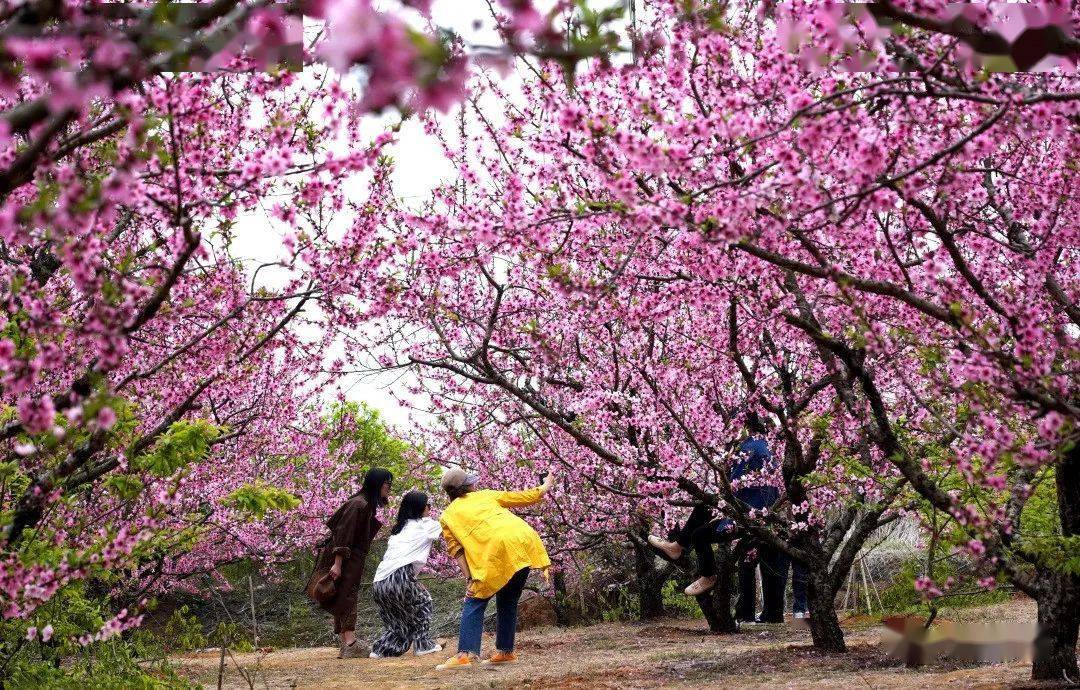 3月6日,恭城瑶族自治县西岭镇的桃花园里,游客们尽情享受春日的阳光