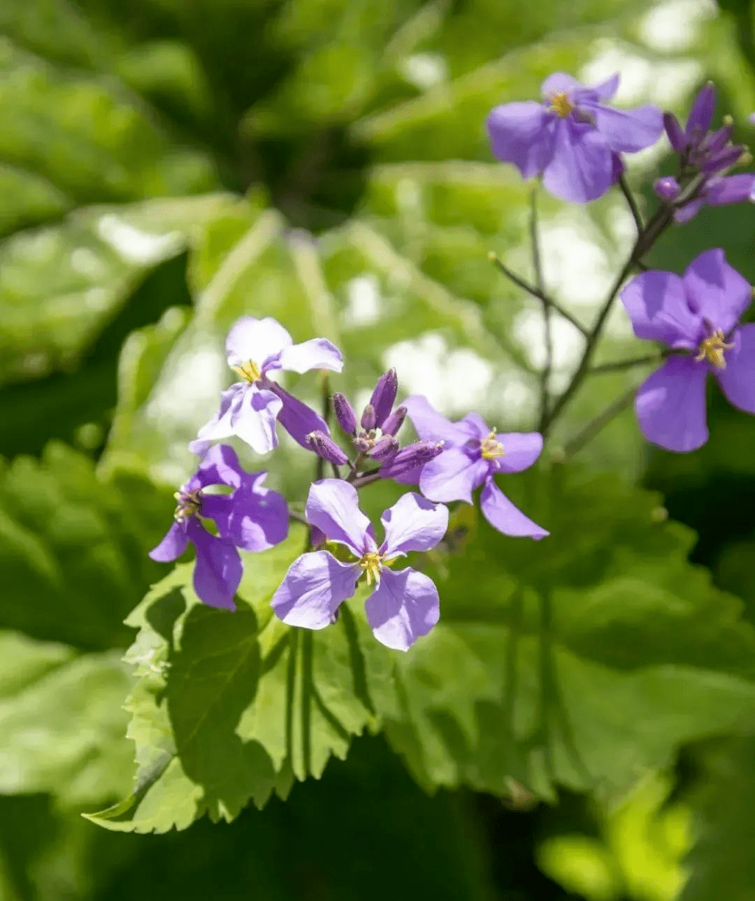 女神节出游 | 十里蓝山以花之名，邀女神共赴花事~