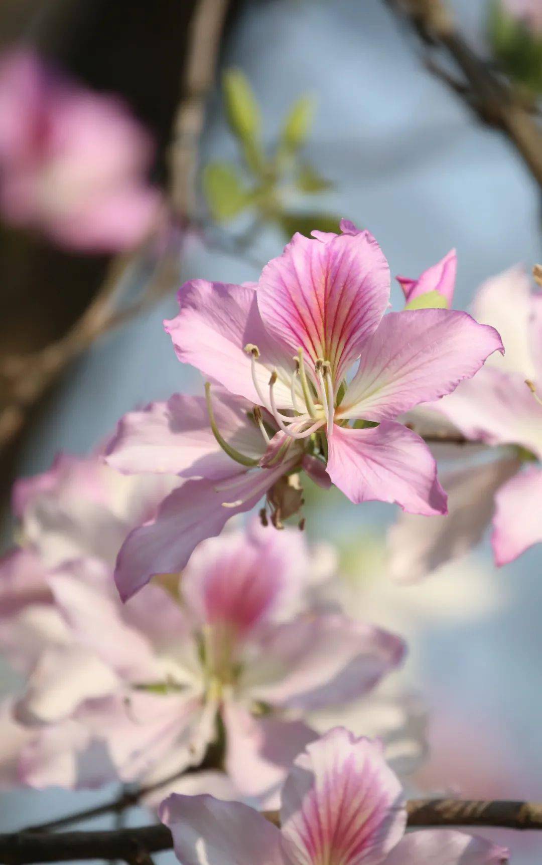 "粉"了,麻涌古梅乡韵这条"花路"惹人醉_紫荆_dgmlmc_平台