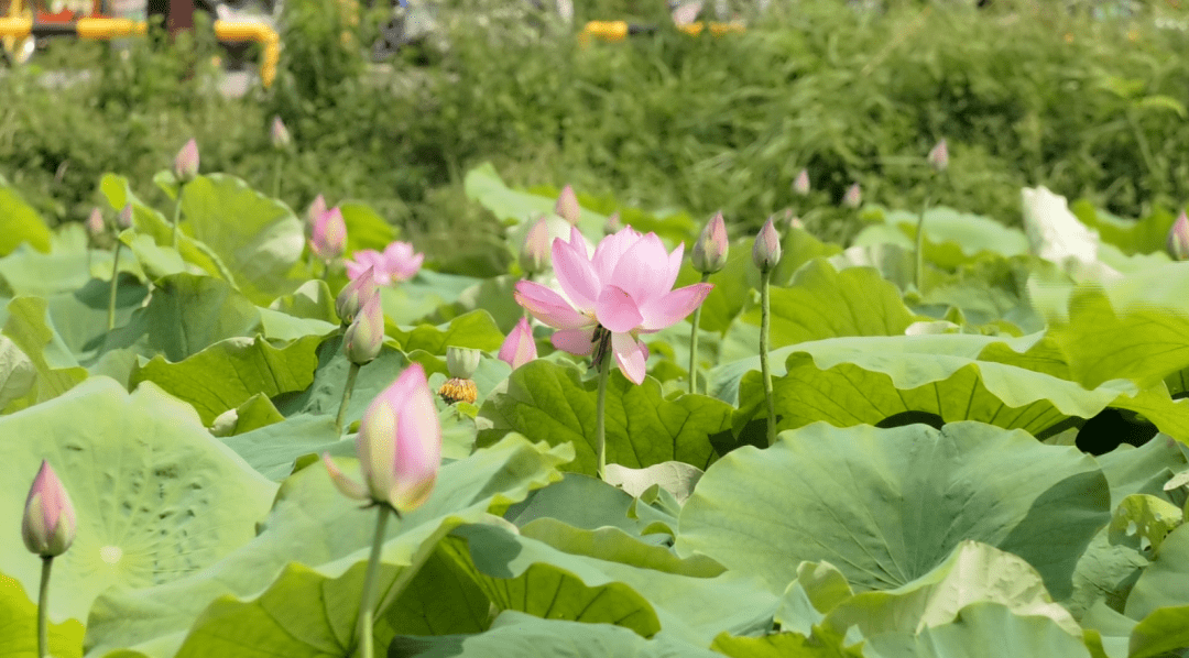 【斑斓安顺•花漾中国】安顺经开区赏花季启动，诚邀您踏青赏花，共赴春光！