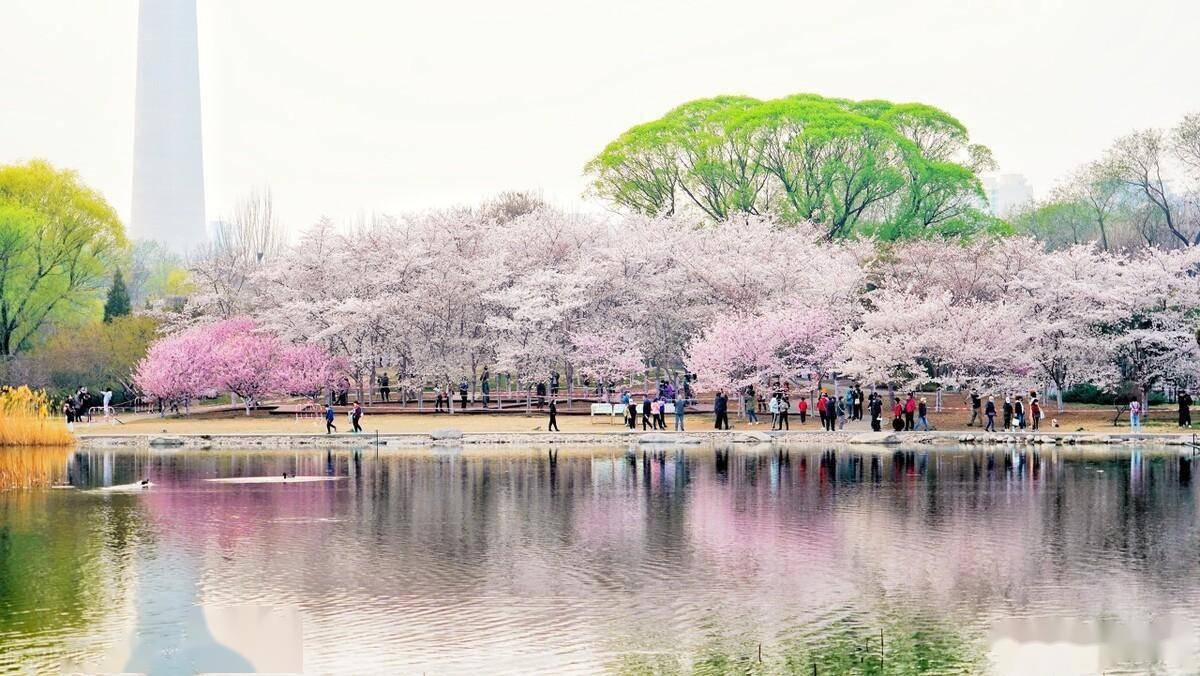 国内热门樱花观赏地,樱花品种选择和观赏花期