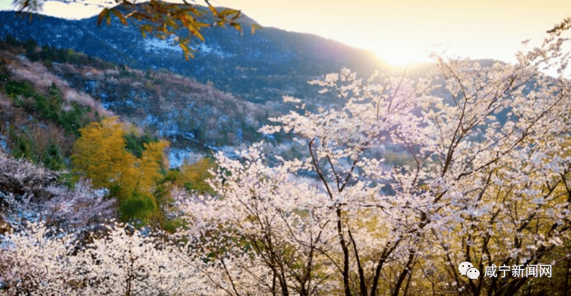 咸宁市咸安区大幕乡万亩野樱,赤壁市葛仙山,崇阳县龙泉山樱花谷景区