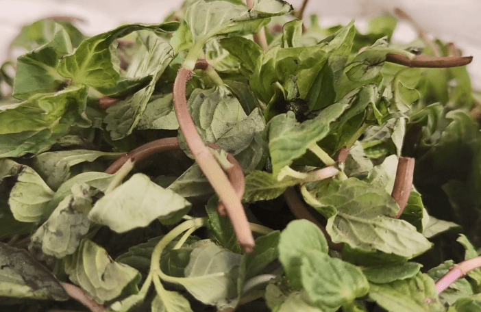 薄荷,蒲公英,菊花芽,白蒿,白蒿对肝对眼都有好处,野生荠菜包水饺吃最