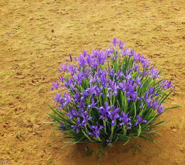 欣赏|沙漠中的马兰花,坚毅美丽