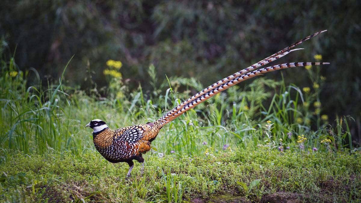 读音_野鸡_古代