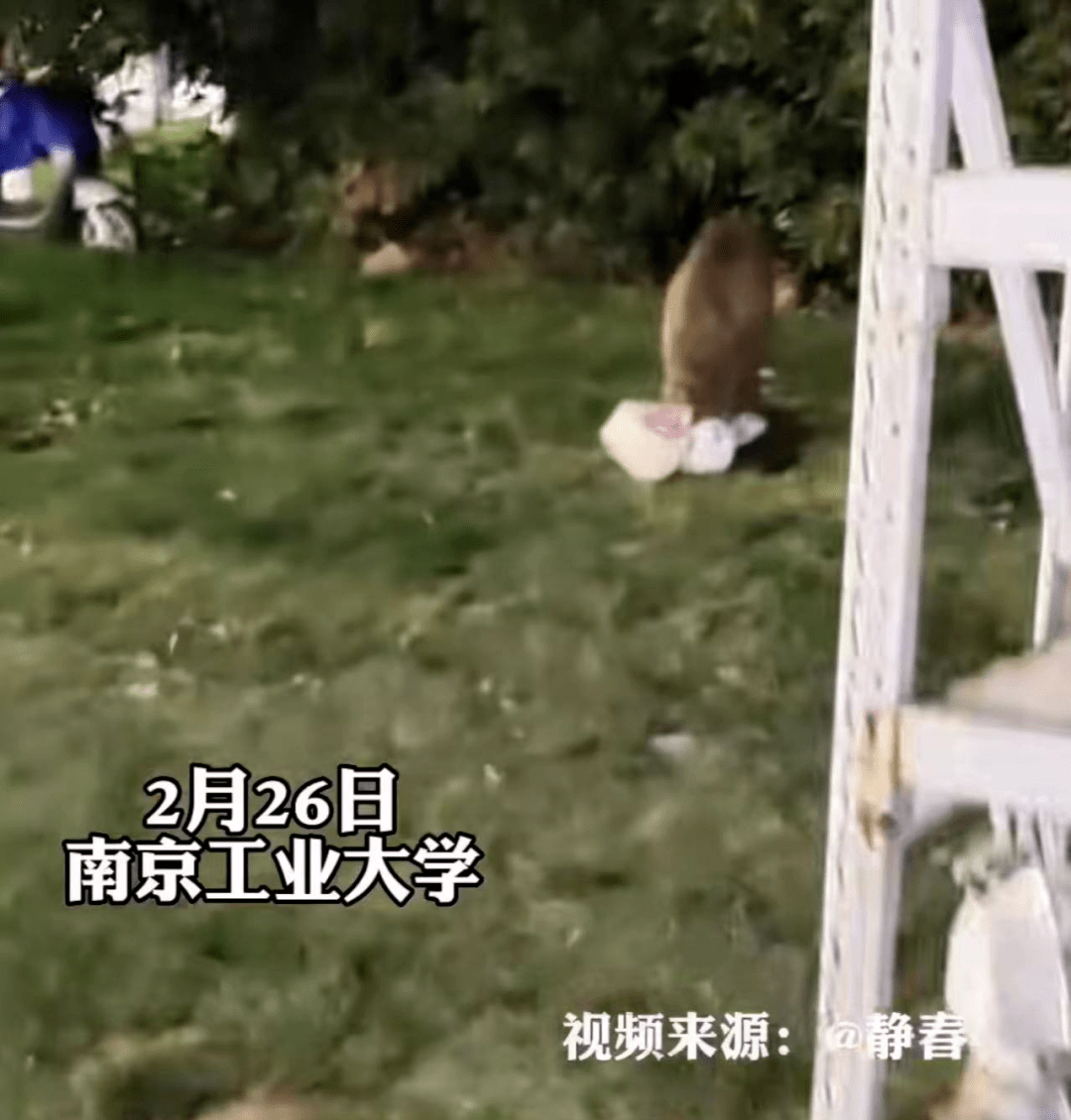 野猪吃了我的外卖，我能吃野猪吗？