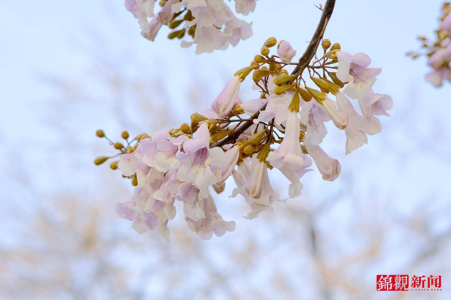 泡桐树花期图片