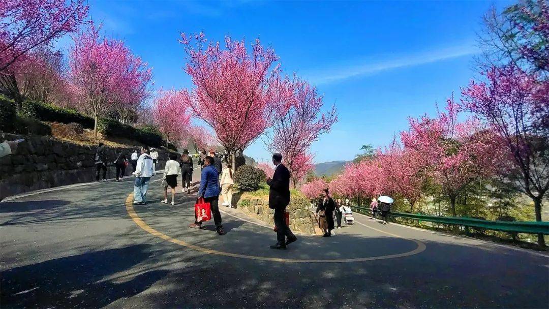 平利县长安镇洪福茶山图片