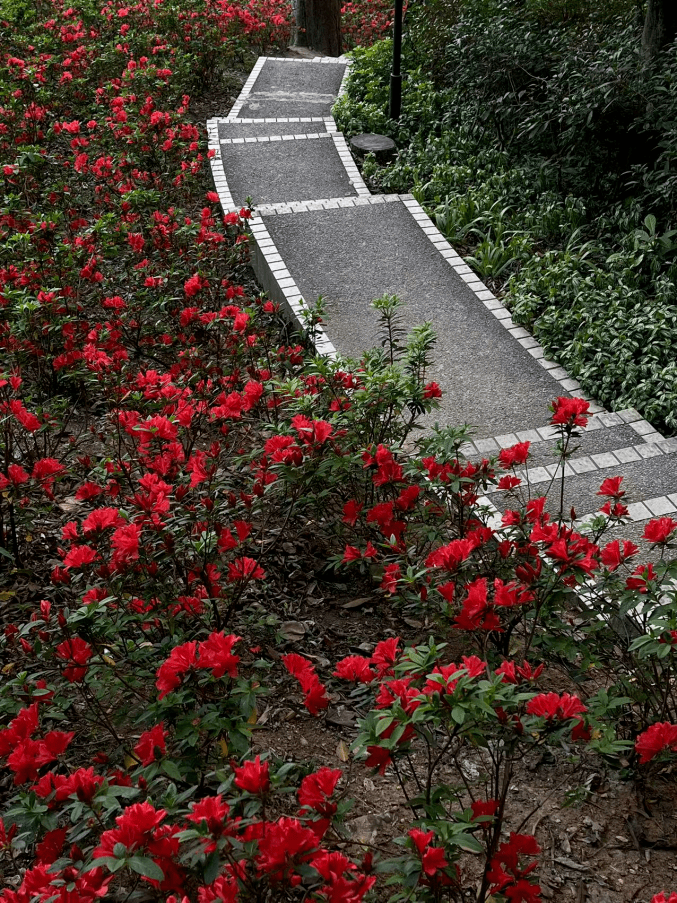 花海步道图片