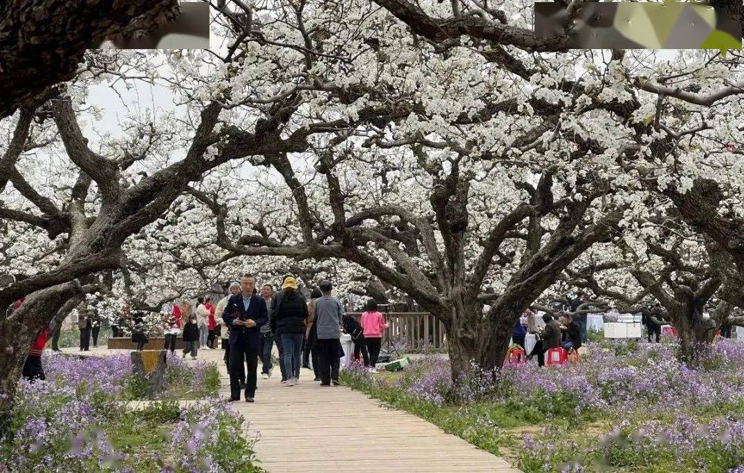 碭山梨園最新景象!今年盛花期時間是._梨樹_果園_霜凍