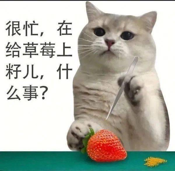 猫猫很忙表情包