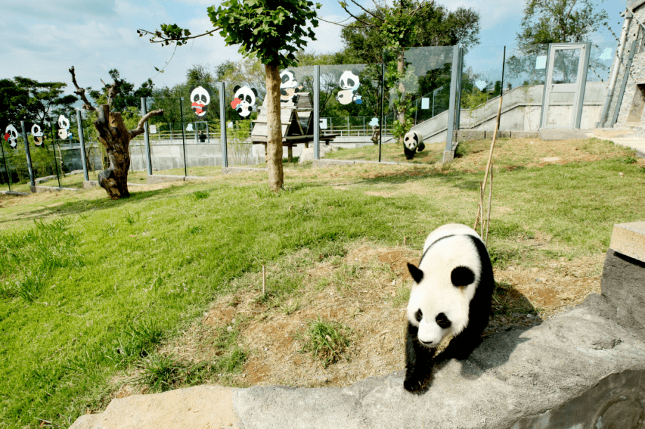 刘公岛"网红"上热搜了!还不快来瞧瞧?_大熊猫_宁宁_窝窝头