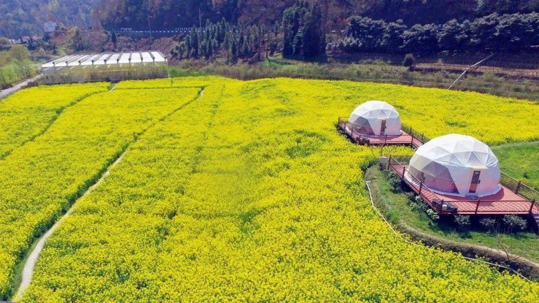 石泉这丨大片油菜花海,美得耀眼!_驿站_饶峰_安康市