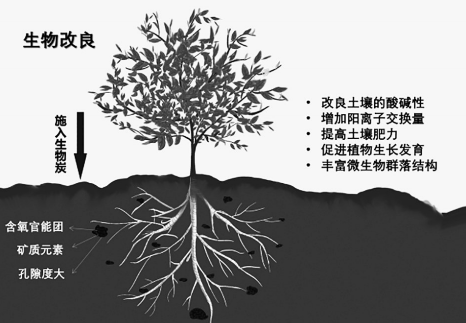 1化學改良一般來說,當土壤ph值小於4時,建議考慮利用化學措施改良土壤