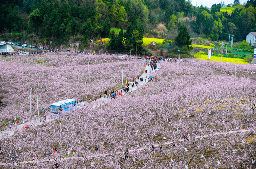 成都市金堂县又新镇第六届"桃醉花海 品味乡愁"乡村文化旅游节开幕