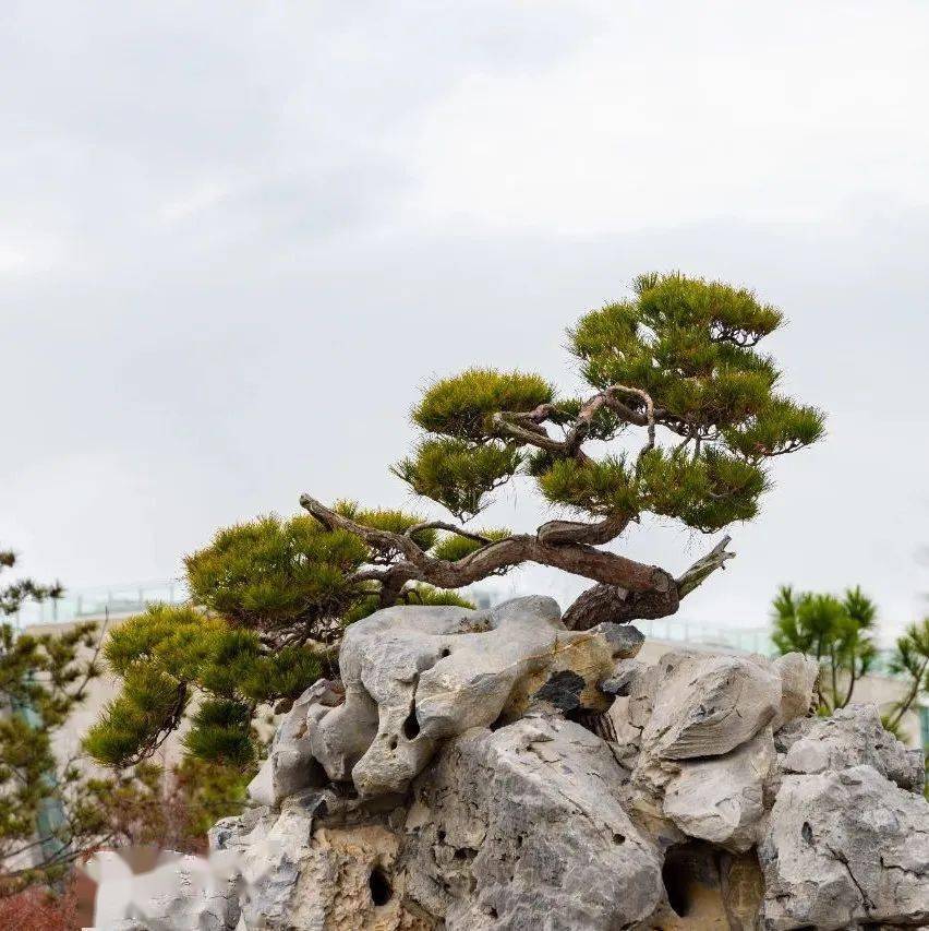 以可观赏湿地松,黑松,白皮松,金钱松等松树和日本冷杉,东方杉,红豆杉