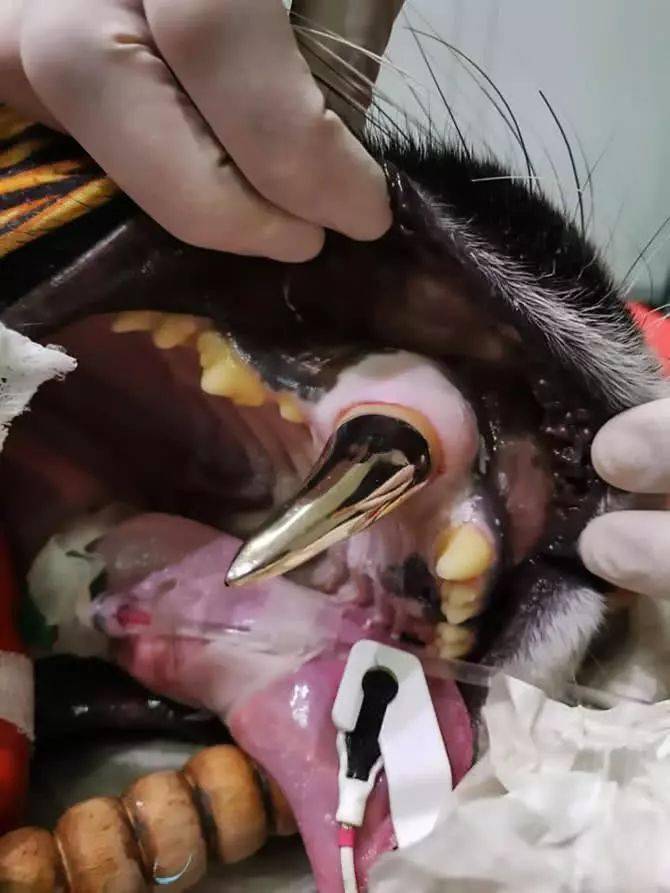 老虎,袋鼠都镶牙种牙了,你的缺牙还不管吗?_种植_cara_牙齿