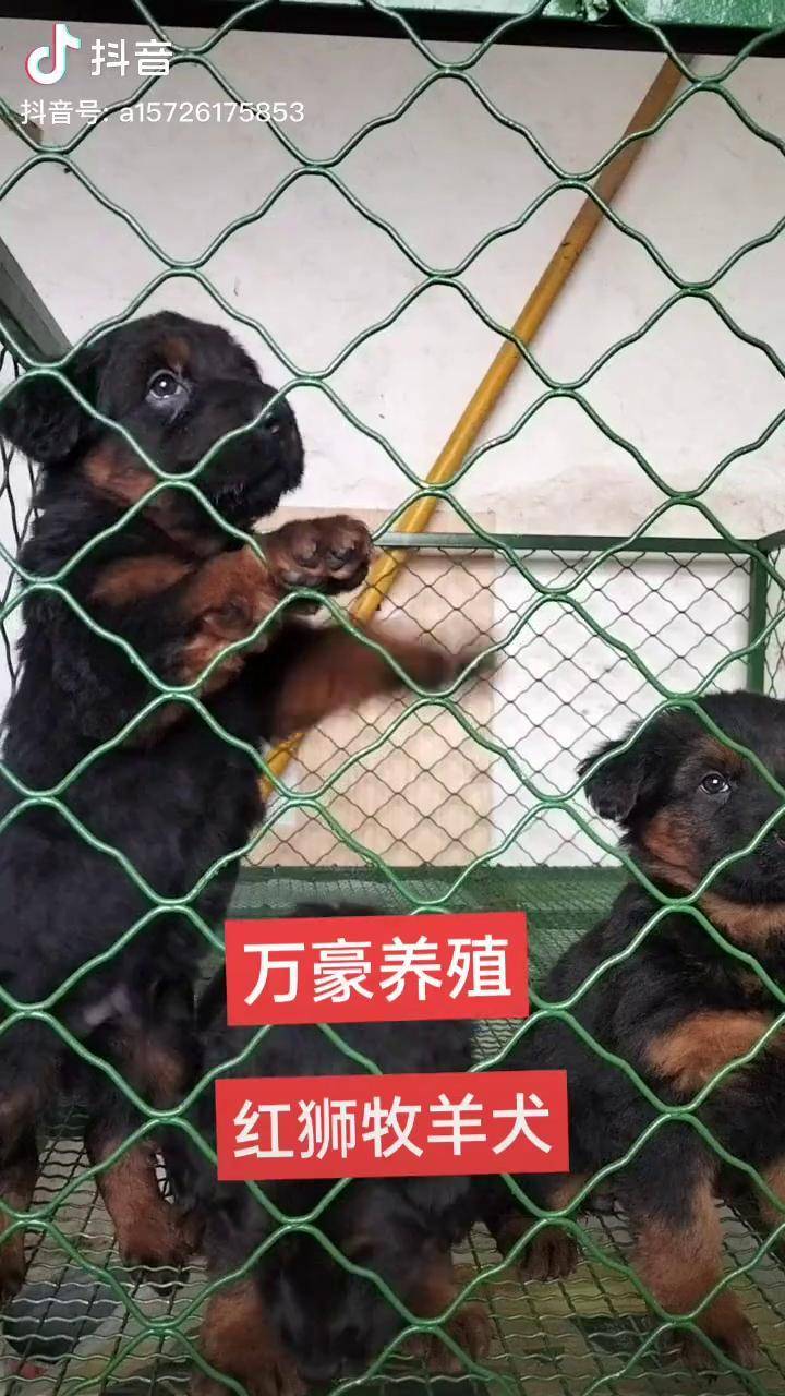 红狮牧羊犬图片大全图片